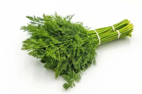 خرید شوید خشک کازرون